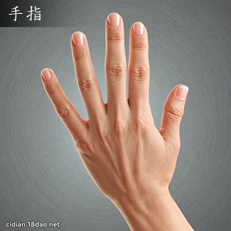 手指 - 国语辞典配图