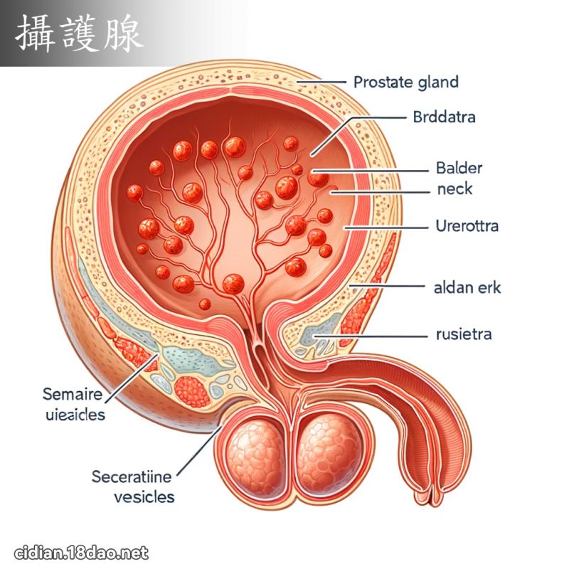 摄护腺 - 国语辞典配图