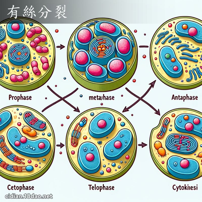 有絲分裂 - 國語辭典配圖