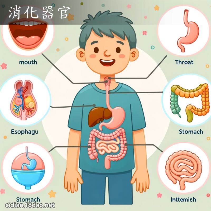 消化器官 - 国语辞典配图