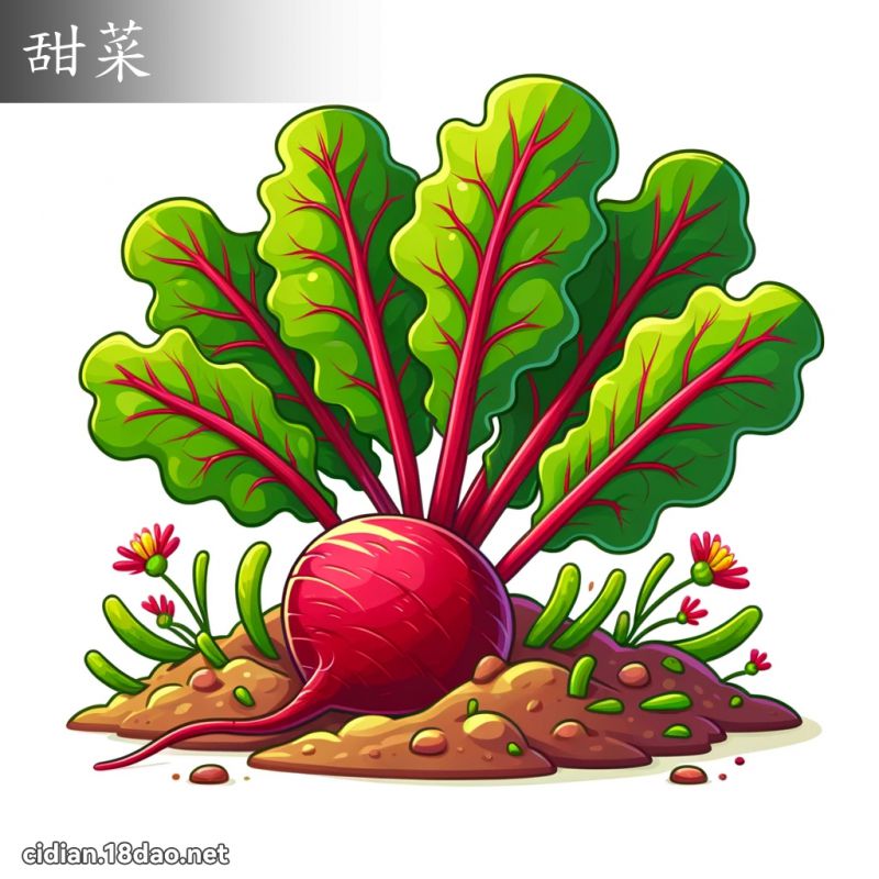 甜菜 - 國語辭典配圖