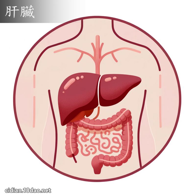 肝臟 - 国语辞典配图
