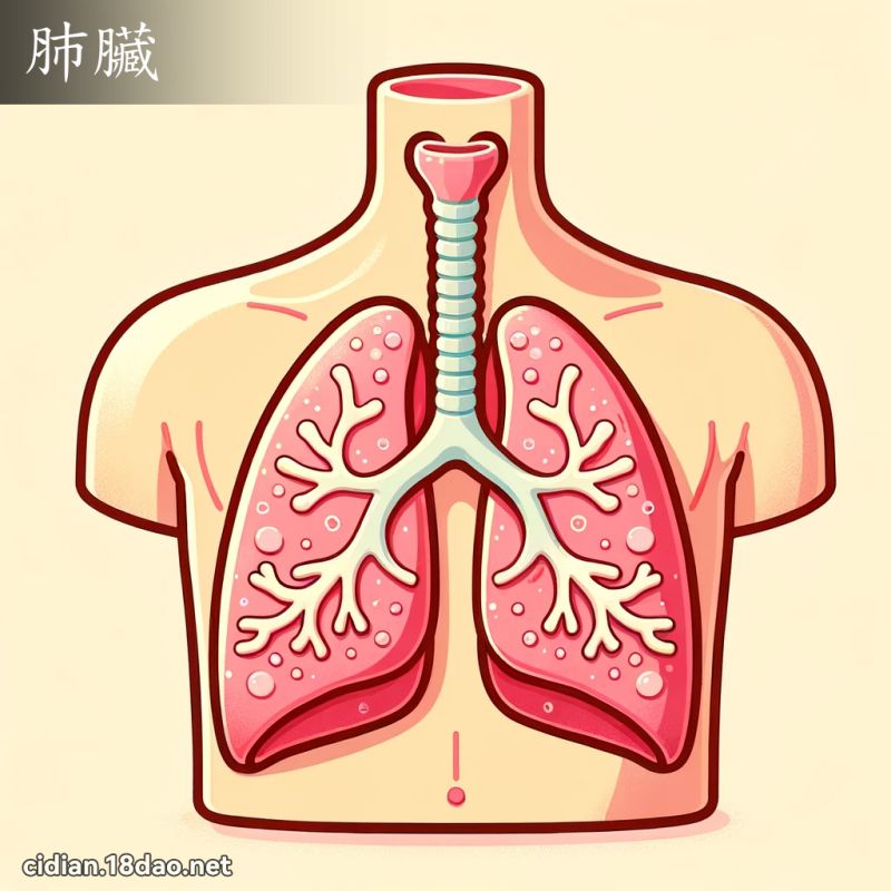 肺臟 - 國語辭典配圖