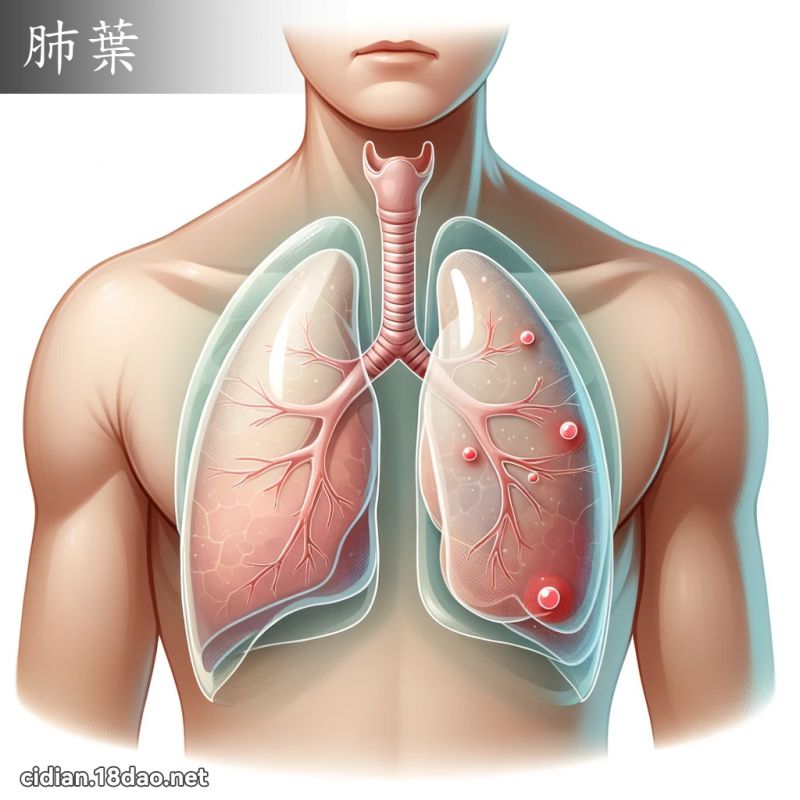 肺叶 - 国语辞典配图
