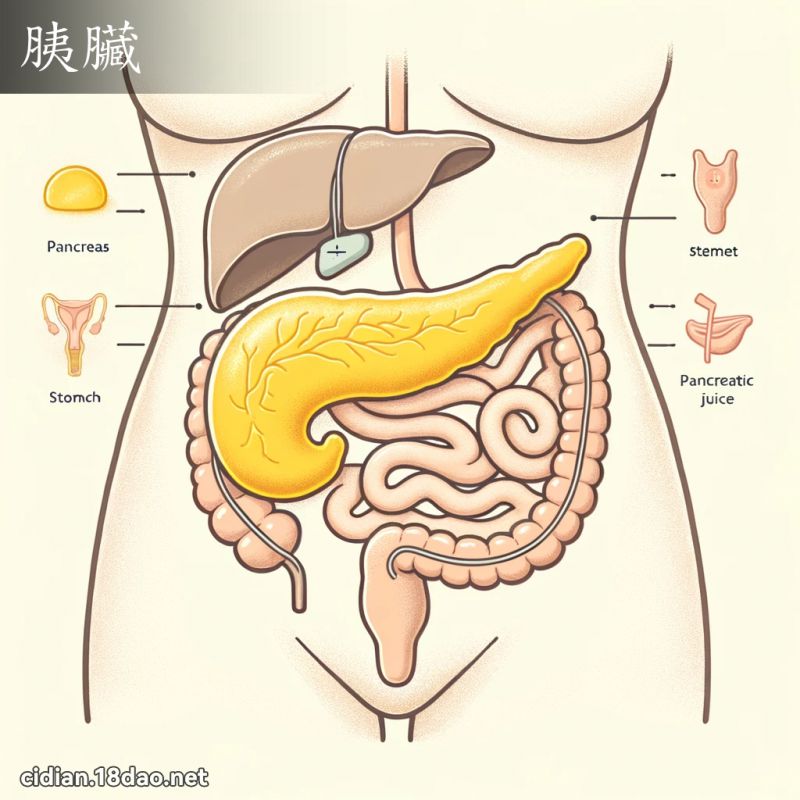 胰臟 - 国语辞典配图