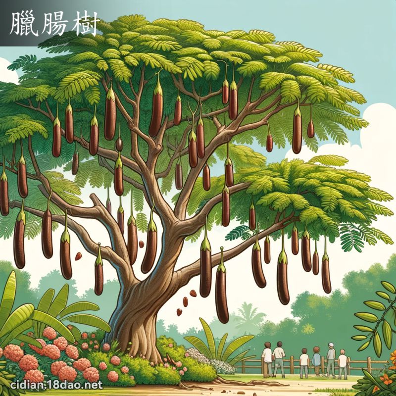 腊肠树 - 国语辞典配图