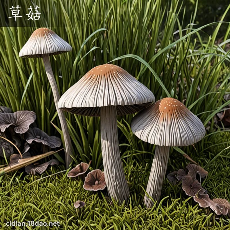草菇 - 国语辞典配图